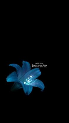 a blue flower is lit up in the dark