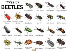 an image of different types of beetles