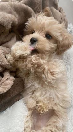 a small dog laying on top of a pile of blankets