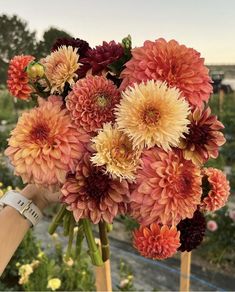 a person holding a bunch of flowers in their hand