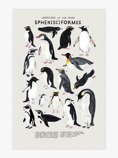 a poster with penguins and other birds in different poses, all on one side of the frame