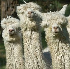 three white llamas standing next to each other