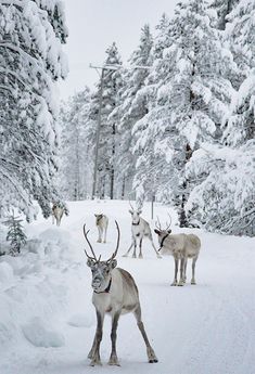 several reindeer standing in the snow near some trees