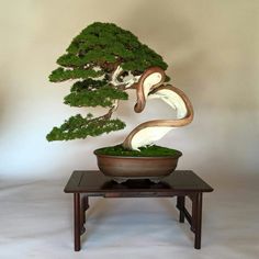 a bonsai tree in a bowl on top of a wooden table with moss growing out of it