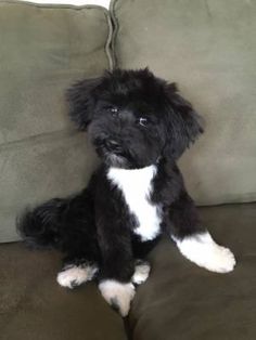 a black and white dog sitting on top of a couch