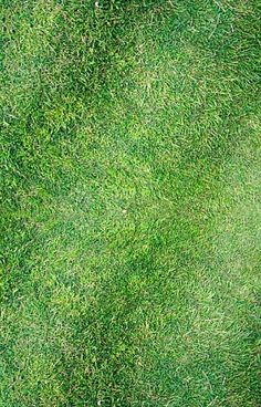 an overhead view of green grass with small patches of dirt in the center and bottom