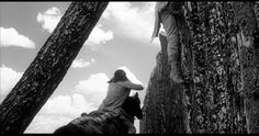 a person climbing up the side of a tree with a dog on his back in front of them