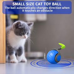 a cat is playing with a toy ball on the floor and it looks like an obstacle