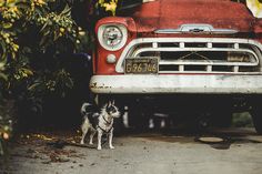 a dog standing next to an old red truck