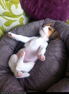 a small dog laying on top of a pet bed