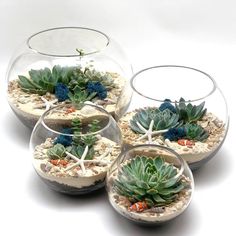 three glass vases filled with succulents and sand