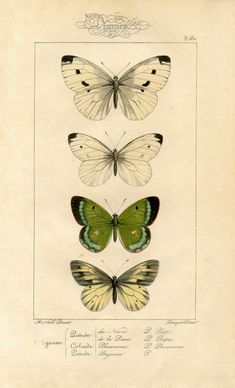 three butterflies with different markings on them, one green and the other white in color