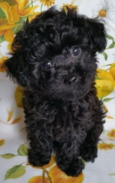 a small black dog sitting on top of a flower covered table cloth and looking at the camera