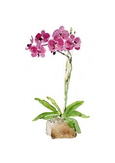 a watercolor painting of pink orchids in a vase