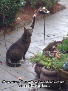 a cat that is standing on its hind legs and reaching up to a bird feeder