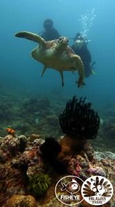 two people swimming in the ocean with a turtle and corals on the bottom of the water