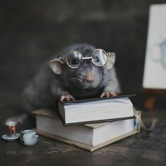 a mouse wearing glasses sitting on top of books