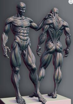 So you Zbrush Anatomy, Human Muscle Anatomy, Man Anatomy, Anatomy Sculpture, Anatomy Poses