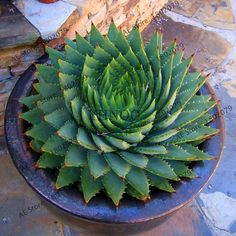 a large green plant sitting on top of a black plate next to a fire hydrant