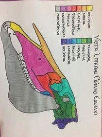 an image of a diagram of the different parts of a bird's head and neck