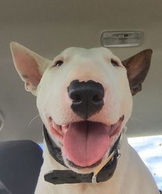 a white dog sitting in the back seat of a car with it's tongue hanging out