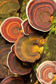 a group of mushrooms that are on the side of a tree