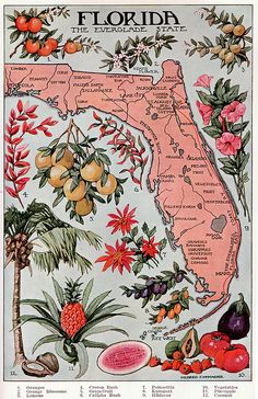 an old florida map with tropical plants and fruit