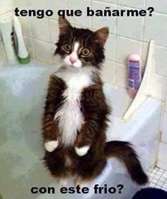 a cat standing on its hind legs in a bathtub with the caption'tengo que banarme? con est fi centree fio?