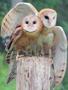 two owls sitting on top of a wooden post