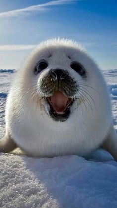 a white seal with its mouth open and tongue out sitting in the snow on an ice floe