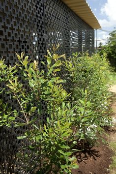 How to make a garden privacy screen | Better Homes and Gardens Privacy Screens Outdoor, Outdoor Privacy Panels, Garden Gates And Fencing, Garden Privacy Screen, Patio Privacy, Garden Privacy, Outdoor Privacy, Privacy Screen Outdoor, Privacy Panels