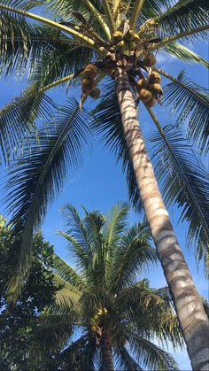 a tall palm tree with lots of ripe bananas hanging from it's top branches