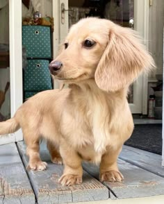 a small brown dog standing on top of a porch