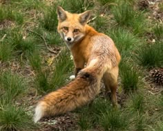 a red fox standing on top of a grass covered field