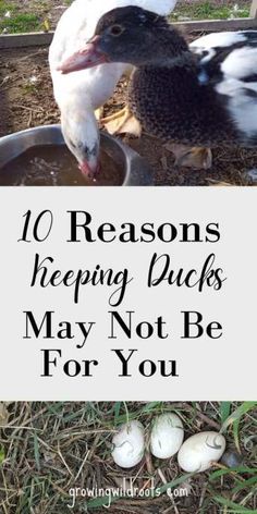 chickens are eating out of a bowl with the words 10 reasons keeping ducks may not be for you