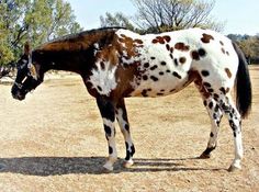 a brown and white spotted horse standing on top of a dirt field next to trees