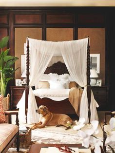 a dog laying on the floor in front of a bed with white drapes over it