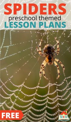 a spider sits in the center of a web with text that reads, spiders preschool theme lesson plans