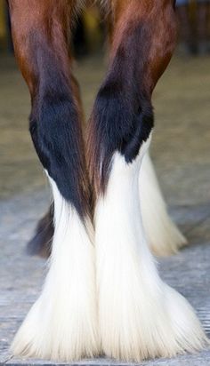 the legs and feet of a horse with long, white hair on it's toes