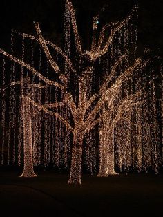 lighted trees in the dark with no leaves on them