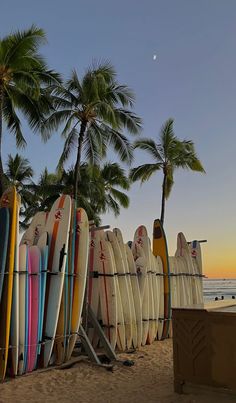 many surfboards are lined up on the beach near palm trees and an ocean in the background