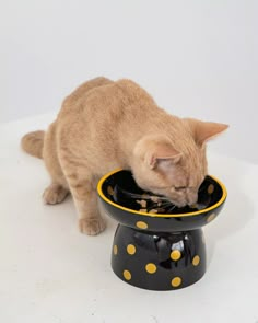 a cat eating out of a bowl on top of a white table with polka dots