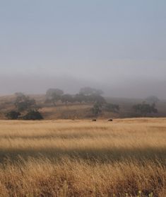 an open field with trees in the distance and fog on the horizon behind it,