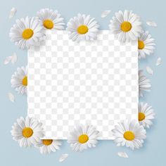 white daisies with yellow centers on a light blue background, frame, flower png and psd