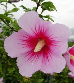 two pink flowers with green leaves and water droplets on them, in front of a cloudy sky