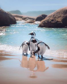 three penguins are standing in the shallow water