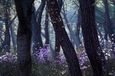 the woods are full of purple flowers and trees