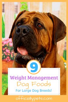 a dog with the title 9 weight management dog foods for large dogs