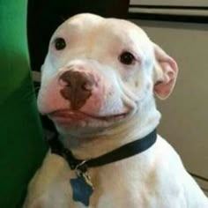 a white dog with a blue star on its collar sitting in front of a green chair