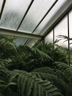 the inside of a greenhouse filled with lots of green plants